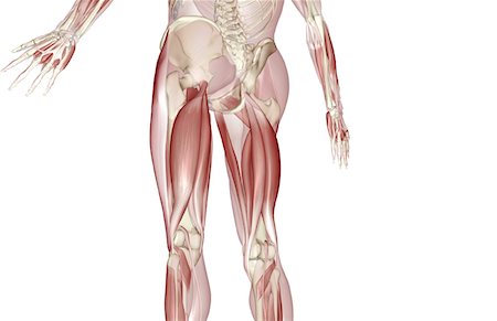 Muscles of the upper leg Stock Photo - Premium Royalty-Free, Code: 671-02098892