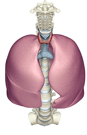 The lungs Stock Photo - Premium Royalty-Free, Code: 671-02098902