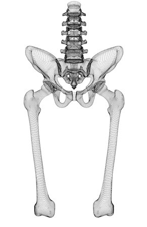 sacrum - The pelvis and the femur Stock Photo - Premium Royalty-Free, Code: 671-02098924