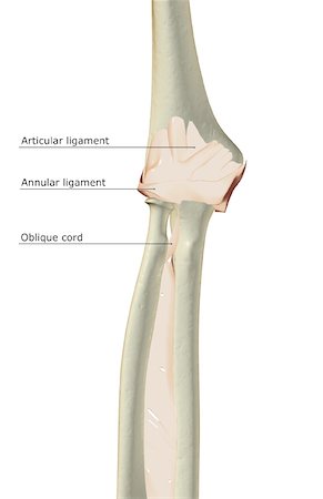 radius - Ligaments of the elbow joint Stock Photo - Premium Royalty-Free, Code: 671-02098969
