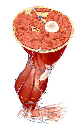 Transverse section of the leg Stock Photo - Premium Royalty-Free, Code: 671-02099080