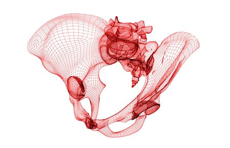 sacrum pelvis - The pelvis Stock Photo - Premium Royalty-Free, Code: 671-02099082