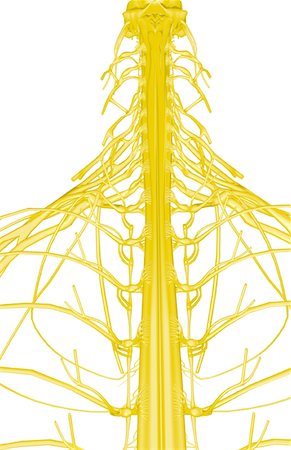 radial nerve - Nerves of the upper body Stock Photo - Premium Royalty-Free, Code: 671-02099176