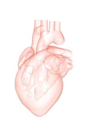 subclavian artery - The heart Stock Photo - Premium Royalty-Free, Code: 671-02099236