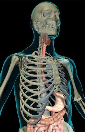 The digestive system Stock Photo - Premium Royalty-Free, Code: 671-02099313