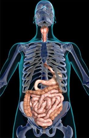 The digestive system Stock Photo - Premium Royalty-Free, Code: 671-02099355