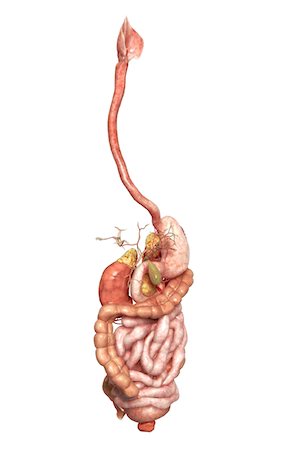 digestive system - The digestive system Foto de stock - Sin royalties Premium, Código: 671-02099477