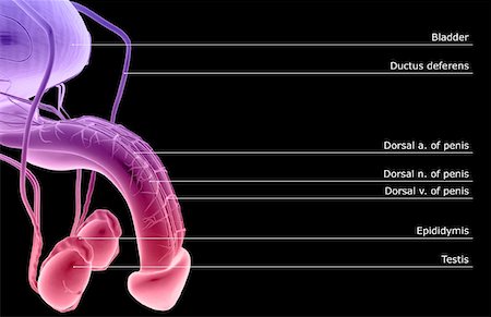 reproductive system - The male reproductive organs Stock Photo - Premium Royalty-Free, Code: 671-02099549