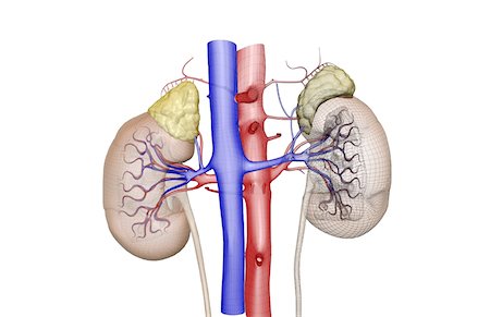 Blood supply of the kidneys Stock Photo - Premium Royalty-Free, Code: 671-02099567