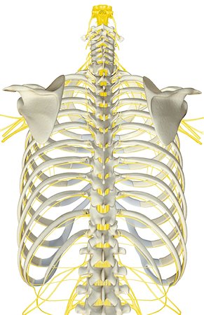 Nerves of the upper body Stock Photo - Premium Royalty-Free, Code: 671-02099568