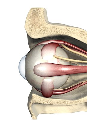 simsearch:671-02100101,k - The muscles of the eye Stock Photo - Premium Royalty-Free, Code: 671-02099574