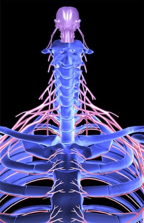 radial nerve - Nerves of the upper body Stock Photo - Premium Royalty-Free, Code: 671-02099589