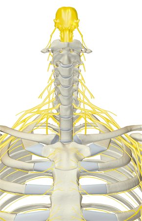 Nerves of the upper body Stock Photo - Premium Royalty-Free, Code: 671-02099632