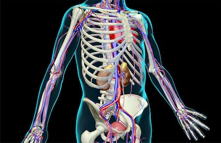 picture skeleton human rib cage - The urinary system Stock Photo - Premium Royalty-Free, Code: 671-02099737