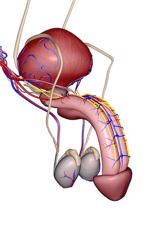 reproductive system - The male reproductive organs Stock Photo - Premium Royalty-Free, Code: 671-02099761