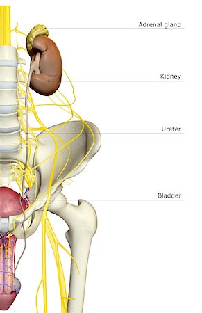 Nerve supply of the urinary system Stock Photo - Premium Royalty-Free, Code: 671-02099873