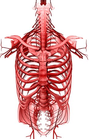 Nerves of the upper body Stock Photo - Premium Royalty-Free, Code: 671-02099954