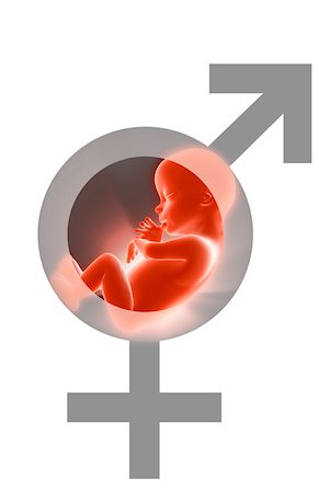 reproduction - Fetus with gender symbols Stock Photo - Premium Royalty-Free, Code: 671-02092070