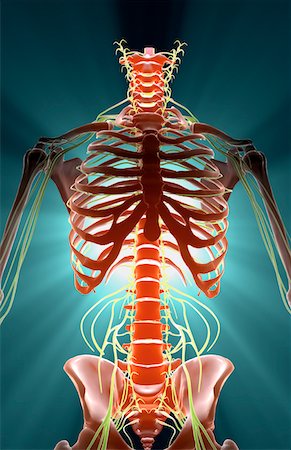 skeleton ribs - Nerves Stock Photo - Premium Royalty-Free, Code: 671-02092109