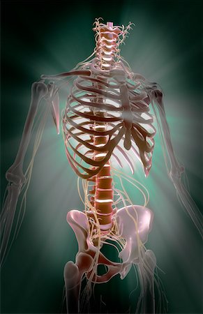 picture skeleton human rib cage - Nerves Stock Photo - Premium Royalty-Free, Code: 671-02092162