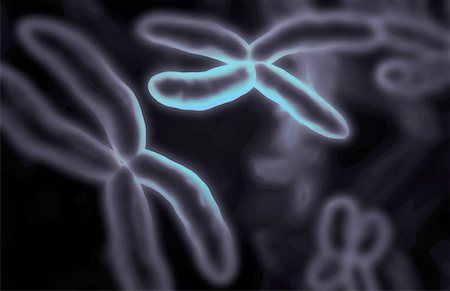 Chromosomes Stock Photo - Premium Royalty-Free, Code: 671-02092217