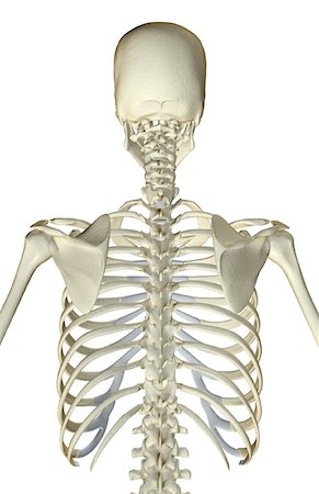 The bones of the upper body Stock Photo - Premium Royalty-Free, Code: 671-02092308