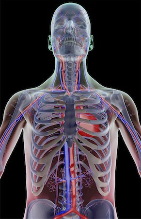 subclavian artery - The blood supply of the upper body Stock Photo - Premium Royalty-Free, Code: 671-02092336