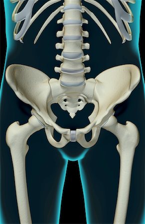 The bones of the pelvis Stock Photo - Premium Royalty-Free, Code: 671-02092333