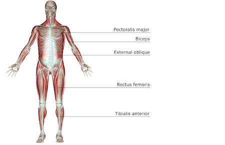 Le système musculo-squelettique Photographie de stock - Premium Libres de Droits, Code: 671-02092369