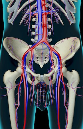 The blood supply of the pelvis Stock Photo - Premium Royalty-Free, Code: 671-02092379