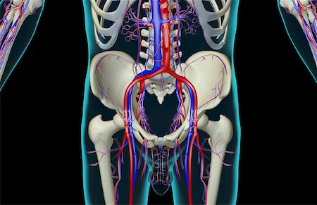 L'approvisionnement en sang du bas du corps Photographie de stock - Premium Libres de Droits, Code: 671-02092437