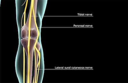 The nerve supply of the knee Stock Photo - Premium Royalty-Free, Code: 671-02092469