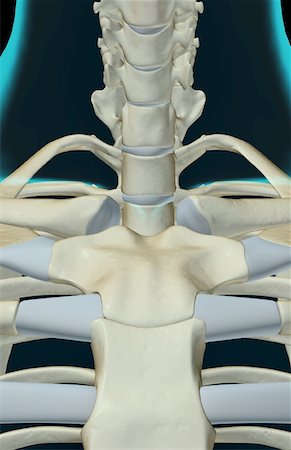 The bones of the neck Stock Photo - Premium Royalty-Free, Code: 671-02092511