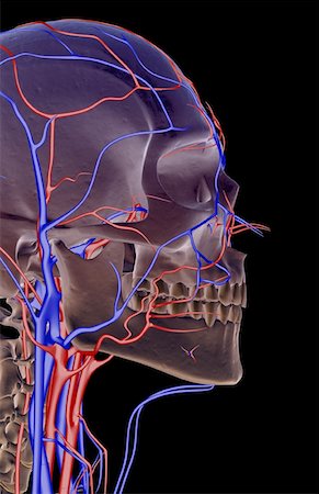 facial vein - The blood supply of the head and face Stock Photo - Premium Royalty-Free, Code: 671-02092538