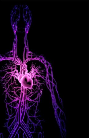 The blood vessels of the upper body Stock Photo - Premium Royalty-Free, Code: 671-02092547