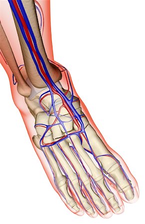 The blood supply of the foot Stock Photo - Premium Royalty-Free, Code: 671-02092541