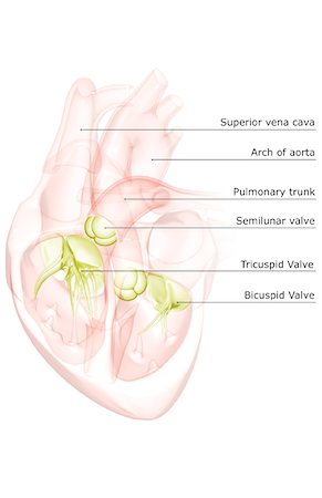 Sectional anatomy of the heart. Stock Photo - Premium Royalty-Free, Code: 671-02092596