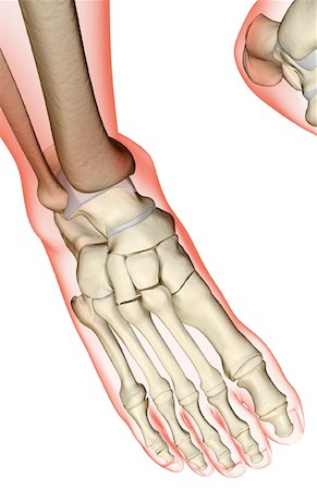 simsearch:671-02093214,k - The bones of the foot Stock Photo - Premium Royalty-Free, Code: 671-02092721