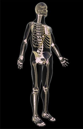 skeleton with black background - Le système ligamentaire Photographie de stock - Premium Libres de Droits, Code: 671-02092751