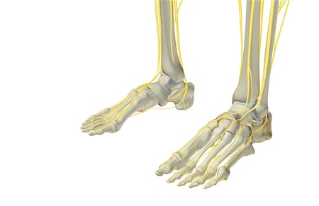 dorsal digital nerves - The nerves of the foot Stock Photo - Premium Royalty-Free, Code: 671-02092835