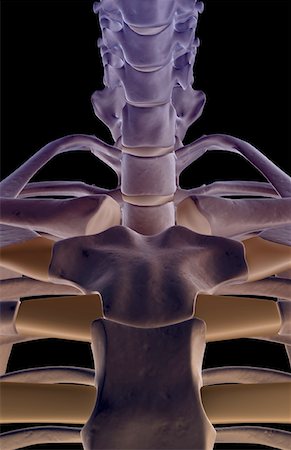 The bones of the neck Stock Photo - Premium Royalty-Free, Code: 671-02092836