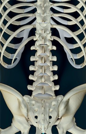 sacral foramina - The bones of the lower back Stock Photo - Premium Royalty-Free, Code: 671-02092831