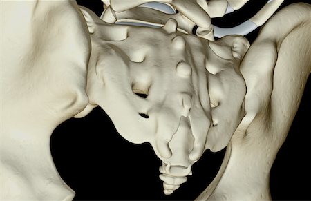 simsearch:671-02093677,k - The bones of the pelvis Stock Photo - Premium Royalty-Free, Code: 671-02093028