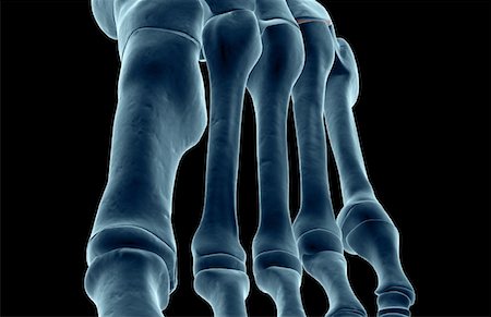 simsearch:671-02093214,k - The bones of the foot Stock Photo - Premium Royalty-Free, Code: 671-02093078