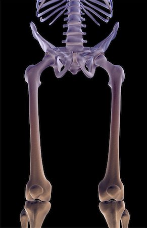 The bones of the lower limb Stock Photo - Premium Royalty-Free, Code: 671-02093159