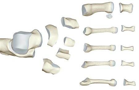simsearch:671-02093214,k - The bones of the foot Stock Photo - Premium Royalty-Free, Code: 671-02093176