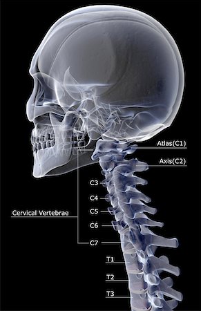 The cervical vertebrae Stock Photo - Premium Royalty-Free, Code: 671-02093213