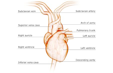 The heart and major vessels Stock Photo - Premium Royalty-Free, Code: 671-02093285