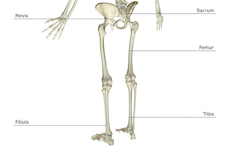 The bones of the lower body Stock Photo - Premium Royalty-Free, Code: 671-02093345