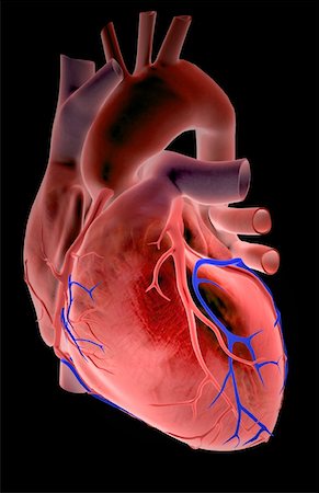The coronary vessels of the heart Stock Photo - Premium Royalty-Free, Code: 671-02093360